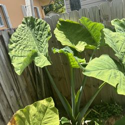 3x Giant Elephant Ear Plants