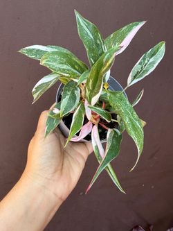 4” white princess tricolor