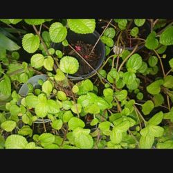 Swedish Ivy Houseplant