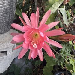 Epiphyllum 