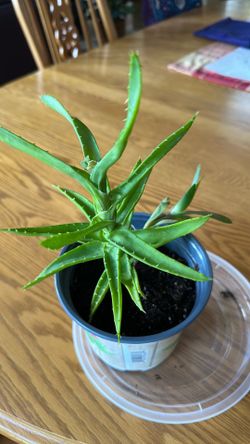 climbing aloe