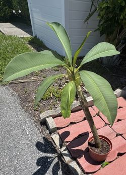 Plumeria Plants