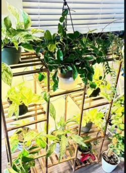 Plant stand with 4 grow lights