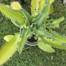 Mother Of Millions 