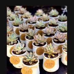 Succulent Wedding / Baby Shower / Party Favor  Gifts