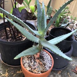 Aloe Maculata Hybrid
