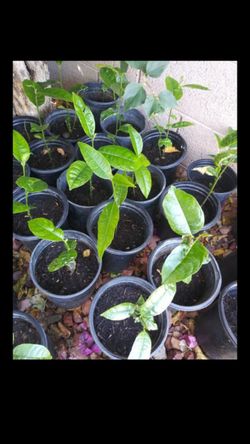 Jackfruit plants