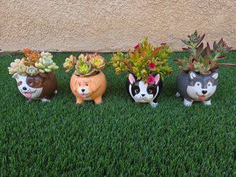 Dog pots with succulents $9 each