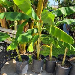 Banana Tree