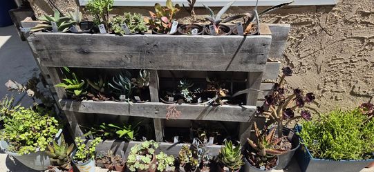 Plants for sale