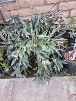 Staghorn Fern