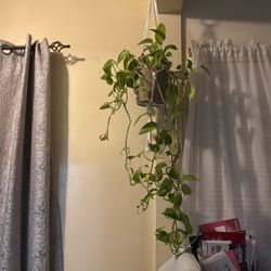 Very Long Real Plant 