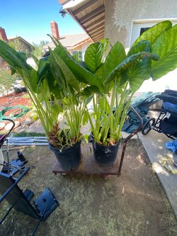 Dos plantas oreja de elefante $45 cada una