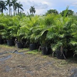 Beautiful Arecas Palms About 6 Feet Tall $75 Instant Privacy Plants Green Fencing Privacy Hedges 