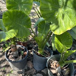 Beautiful Elephant Ear Plant