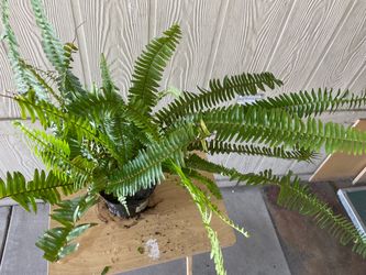 Planta natural $$10