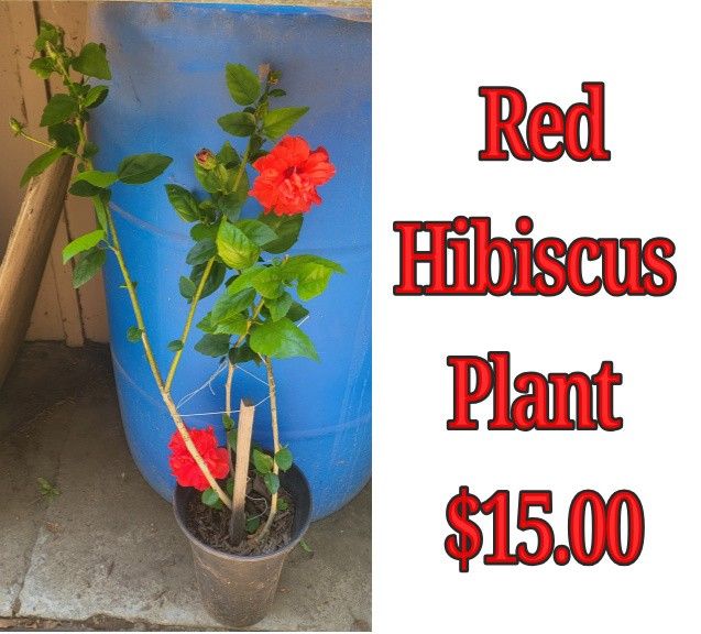 Red Hibiscus Plant