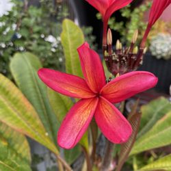Plumeria Cuttings