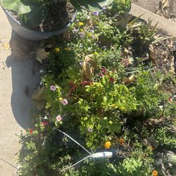 Plants, Trees, Flowers, Herbs, Veggies, Fruit, Garden, Soil, Rocks