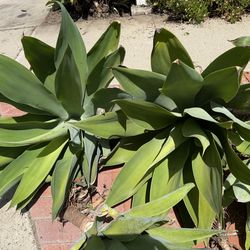 🚨FREE CURB ALERT - 5117 E Carita St 🚨 Agave Plants