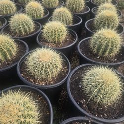 Golden Barrel Cactus 