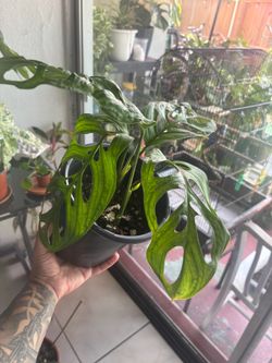 Monstera Esqueleto