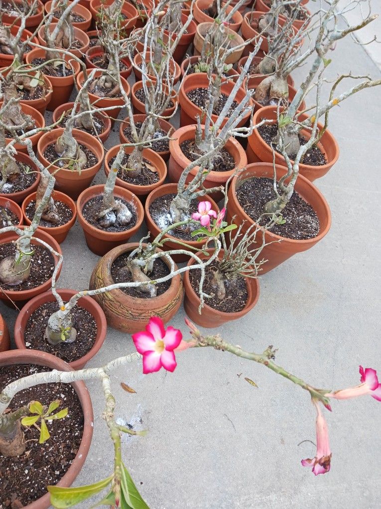 Large Potted Desert Roses