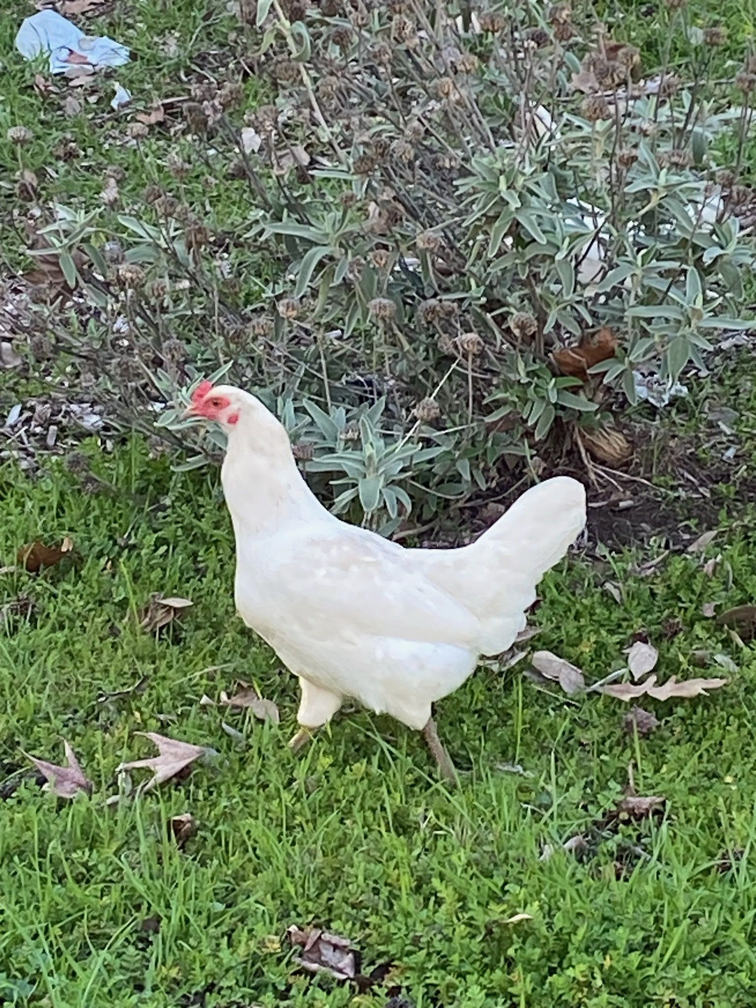 12 Chicken Eggs Organic