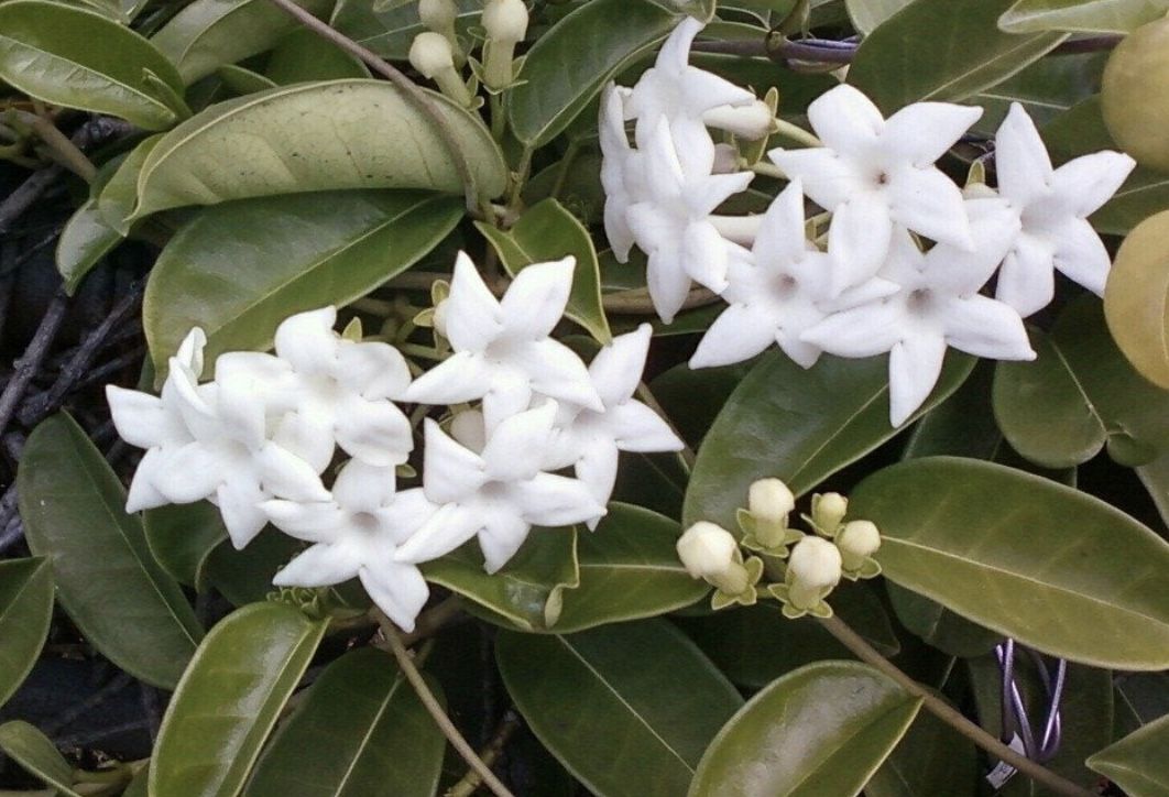 madagascar jasmine plants for sale
