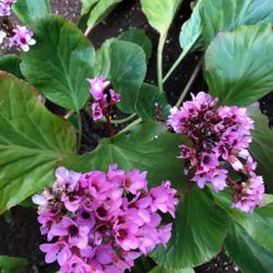 Bergenia, Pig's Squeak Perennial Plant Blooms Twice a Year in February and Autumn.