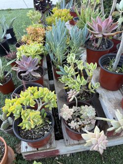 Variety Of Succulents Plants 