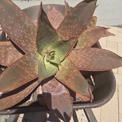 Scullent $5.00