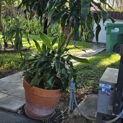 Vintage Planters And Fountain For Sale