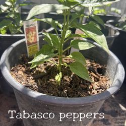 Tabasco Chile Plant (1 Gallon ) $5 