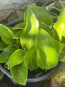 Birds Of Paradise Seedlings & Seeds