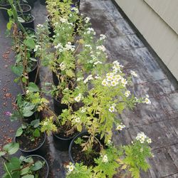 Perennial Plant Each $5