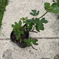 Chicago Hardy Fig Tree 