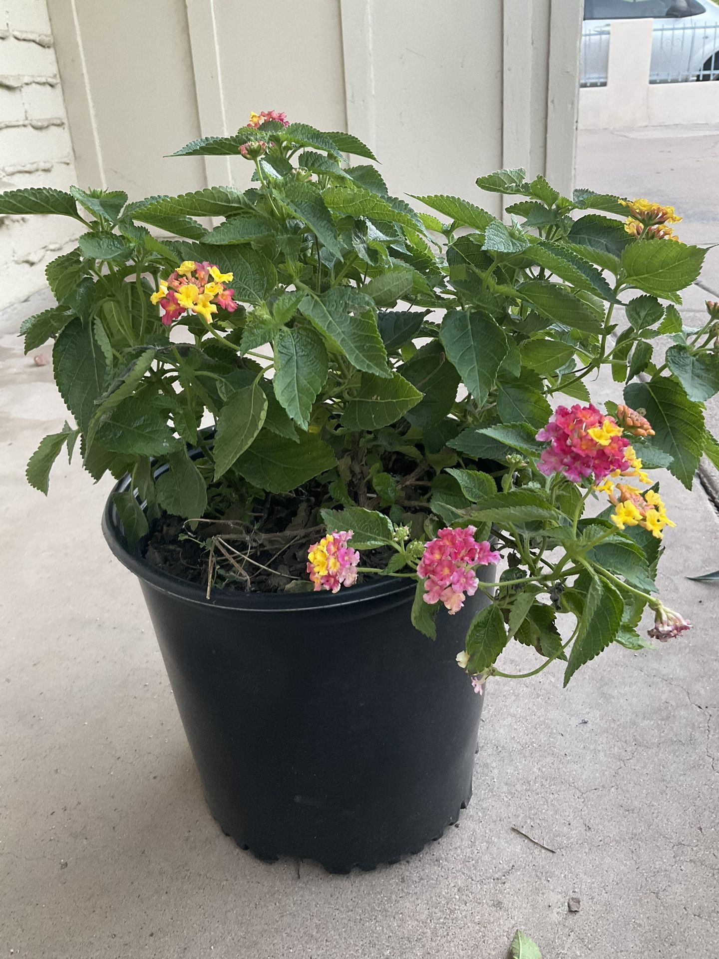 Flowers Tools 35ave And Glendale