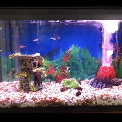 Complete Fish Tank Setup - Only Thing Missing Is The Fish