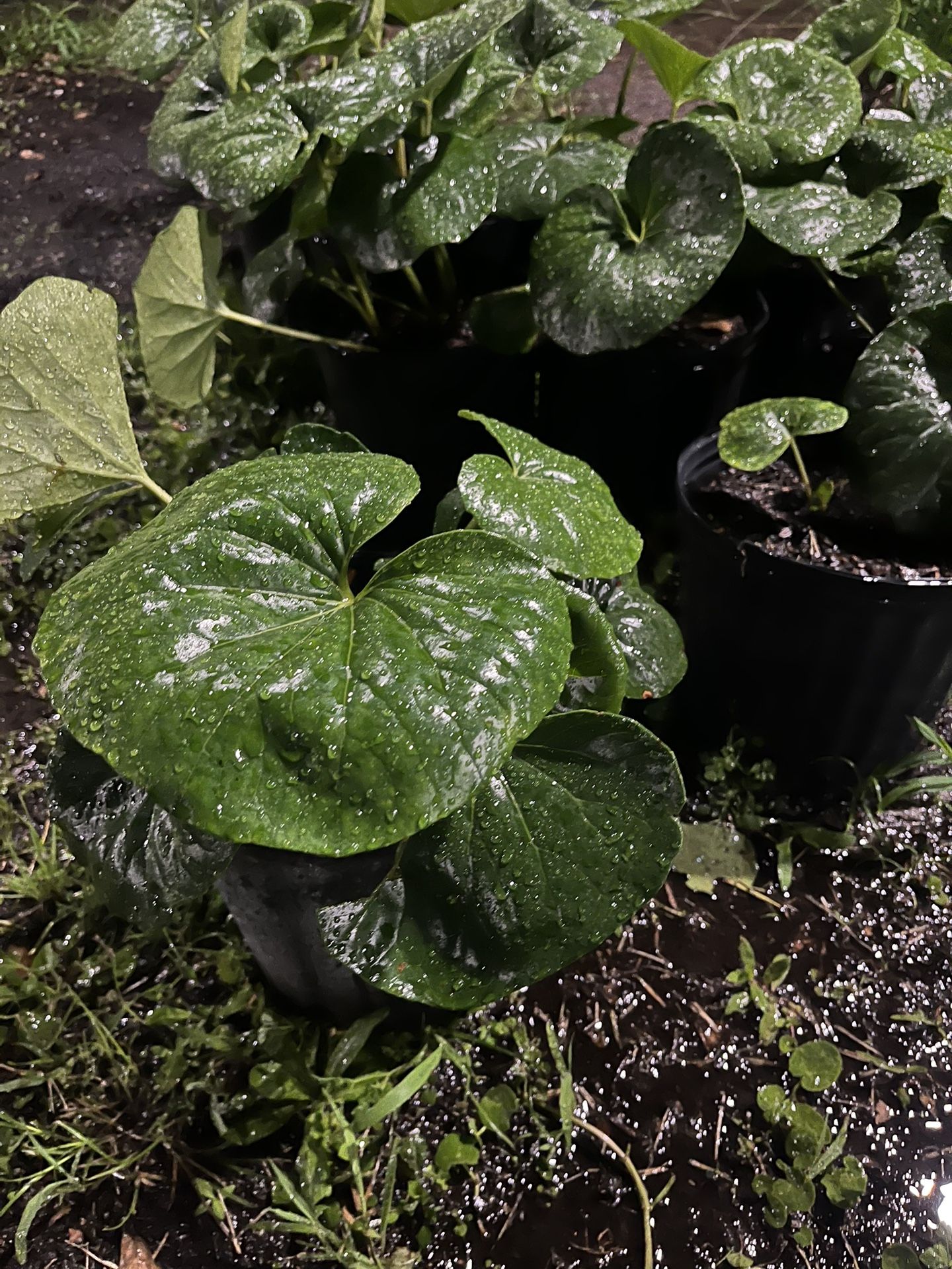 Farfugium Japonicum