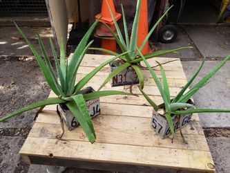 California license plates plant holders