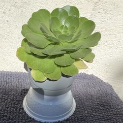 Aeonioum Succulent Plant 