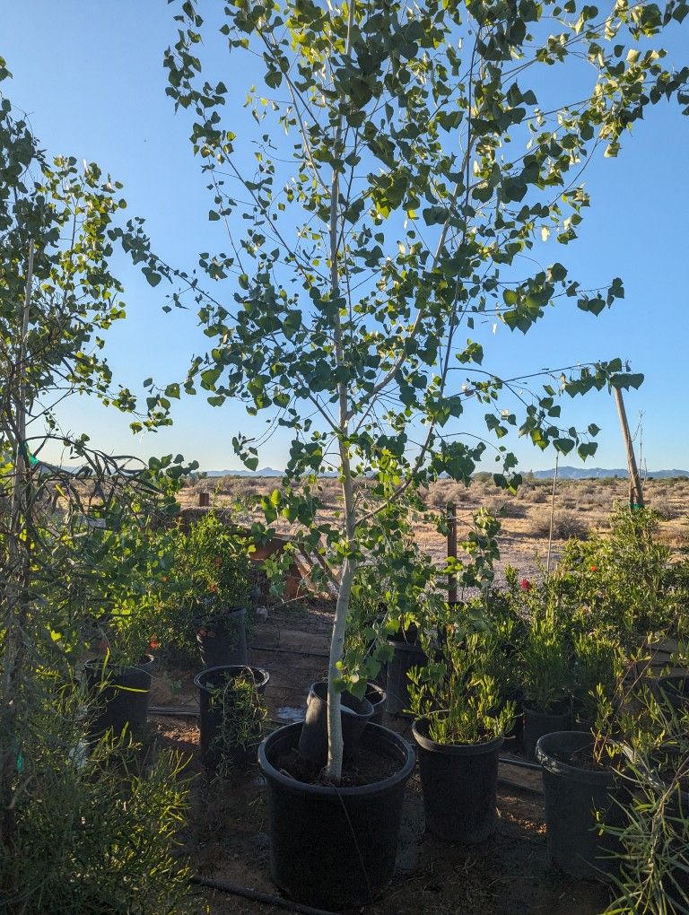 $250 Cottonwood Shade Trees Fast Growers 