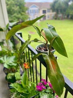 Philodendron Mexicanum