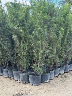 Podocarpus