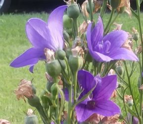 Platycodon grandiflorus flower seeds