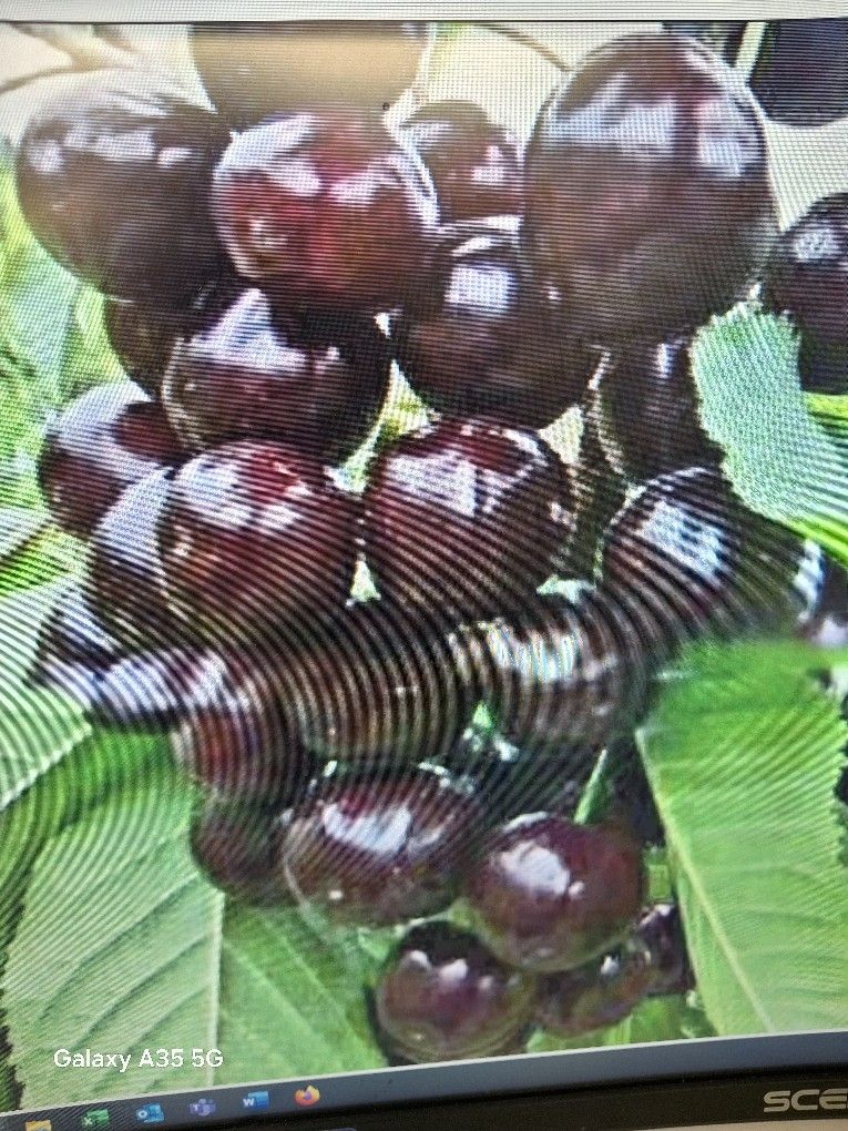 Four Season Fruit Trees