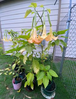 Angel Trumpets
