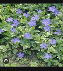 Vinca  Groundcover Cascading Vine Bare Root
