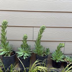 Succulent Plant !!! 5 Each 